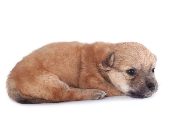 Funny Newborn Purebred Puppy Lying Isolated White Background — Stock Photo, Image