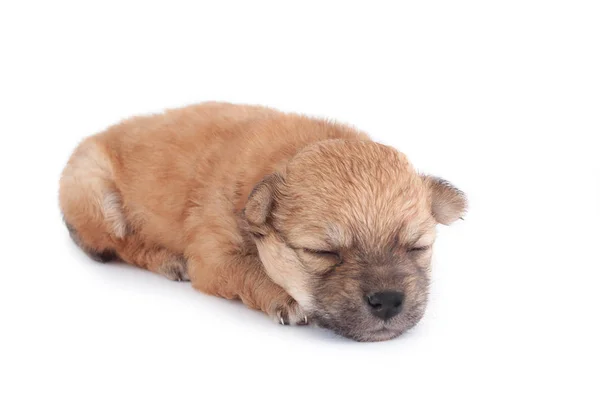 Cute Funny Newborn Purebred Puppy Lies Asleep Isolated White Background — Stock Photo, Image