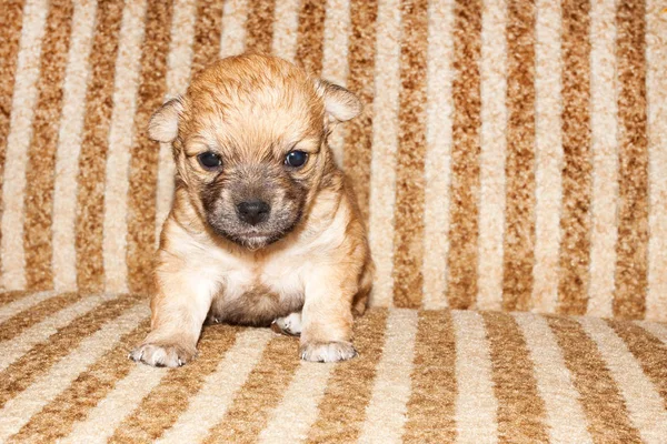 Bonito Engraçado Recém Nascido Cachorro Raça Pura Sitson Cama — Fotografia de Stock