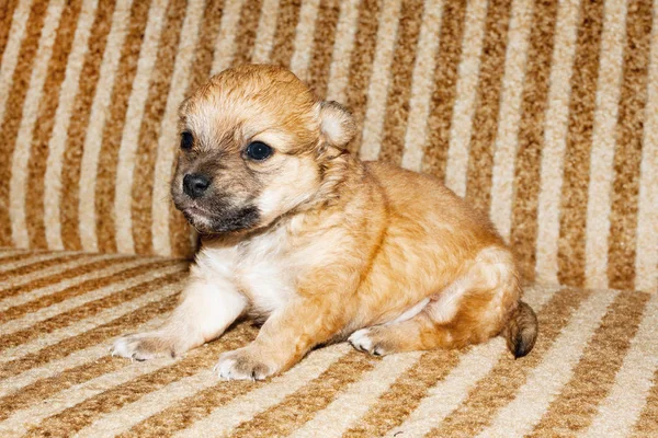 Bonito Engraçado Recém Nascido Cachorro Raça Pura Sitson Cama — Fotografia de Stock