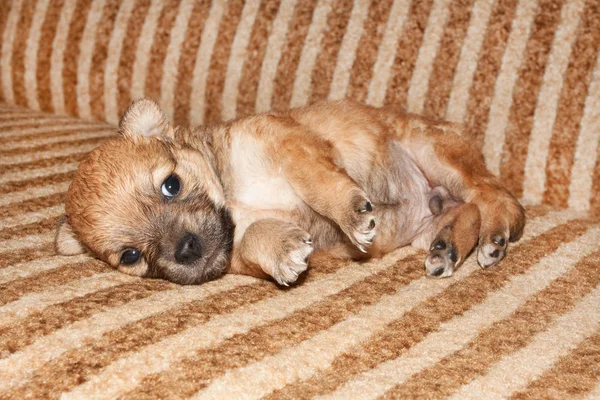 귀여운 신생아 강아지 침대에 — 스톡 사진