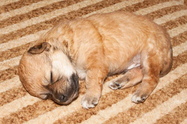 Bonito Filhote Cachorro Recém Nascido Raça Pura Engraçado Está Deitado — Fotografia de Stock