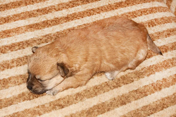 Bonito Filhote Cachorro Recém Nascido Raça Pura Engraçado Está Deitado — Fotografia de Stock