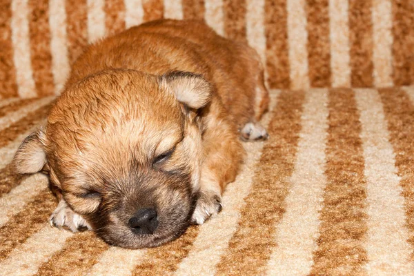 Engraçado Recém Nascido Cachorro Raça Pura Está Deitado Cama Perto — Fotografia de Stock