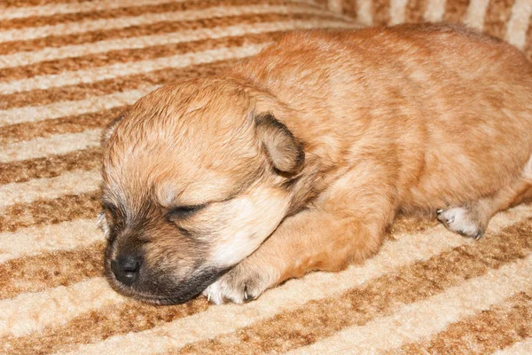 Divertido Recién Nacido Raza Pura Cachorro Está Acostado Cama Cerca — Foto de Stock