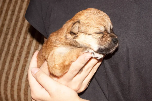 Lindo Engraçado Filhote Cachorro Recém Nascido Nas Mãos Proprietário Carinhoso — Fotografia de Stock