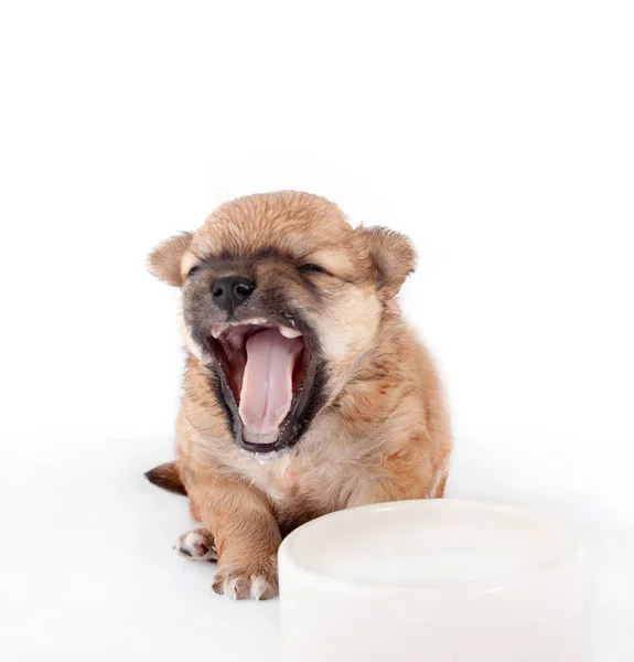 Cute Funny Newborn Puppy Learning Drink Milk Plate Small Dog Stock Picture