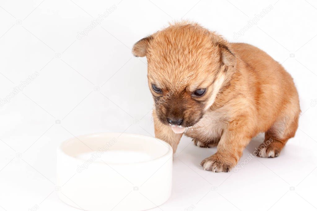 Cute and funny newborn puppy in learning to drink milk from a plate. small dog breed isolated on white background.