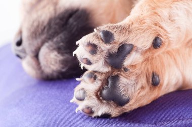 Şirin bir safkan yeni doğan yavru köpekler için bir yatak yastık üzerinde uyur, yakın çekim.