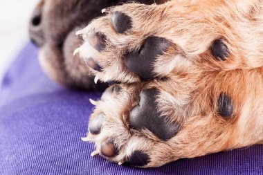 Şirin bir safkan yeni doğan yavru köpekler için bir yatak yastık üzerinde uyur, yakın çekim.