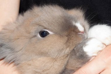 insan bir güzel kabarık hafif kahverengi Hollanda cüce tavşanı elinde tutuyor. Paskalya tavşanı