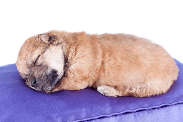 Filhote Cachorro Recém Nascido Raça Pura Bonito Dorme Uma Almofada — Fotografia de Stock