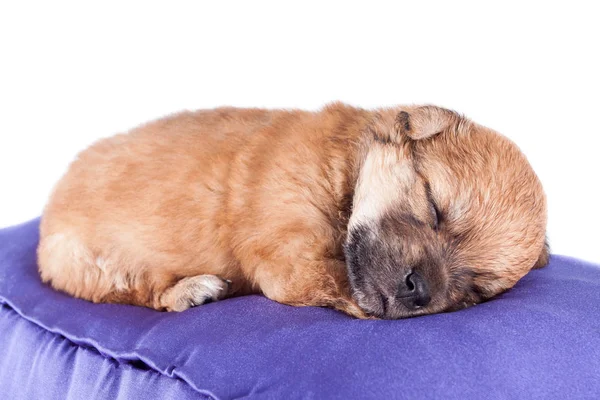Filhote Cachorro Recém Nascido Raça Pura Bonito Dorme Uma Almofada — Fotografia de Stock