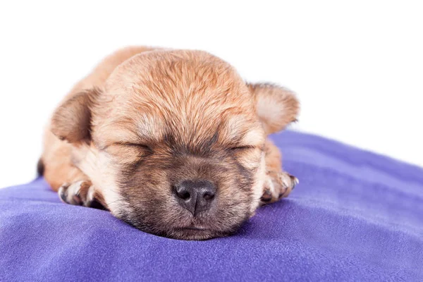 Lindo Cachorro Recién Nacido Raza Pura Duerme Cojín Cama Para — Foto de Stock