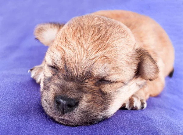 Filhote Cachorro Recém Nascido Raça Pura Bonito Dorme Uma Almofada — Fotografia de Stock