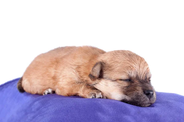 Filhote Cachorro Recém Nascido Raça Pura Bonito Dorme Uma Almofada — Fotografia de Stock