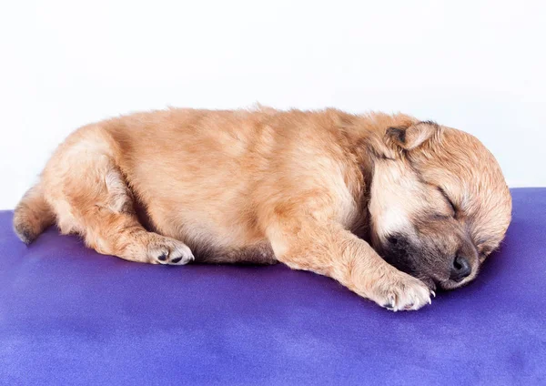 Filhote Cachorro Recém Nascido Raça Pura Bonito Dorme Uma Almofada — Fotografia de Stock