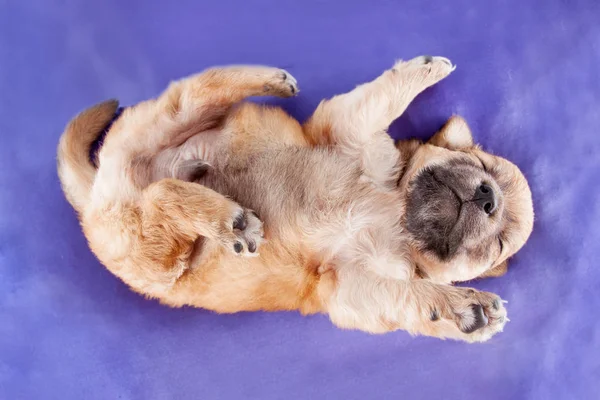 Милый Чистокровный Щенок Спит Подушке Собак Крупным Планом — стоковое фото