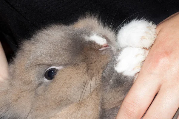 人間は自分の手で美しいフワフワ軽い茶色オランダ矮星ウサギを保持しています イースターのウサギ — ストック写真