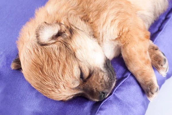 Cute Purebred Newborn Puppy Sleeps Bed Cushion Dogs Close — Stock Photo, Image