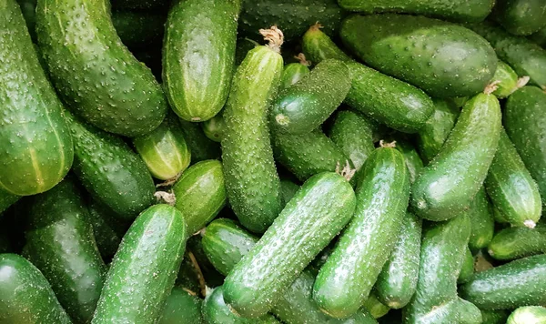 Achtergrond Sappige Groene Komkommers Teller Oogsten Instandhouding — Stockfoto