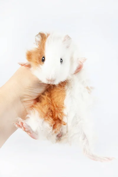 Funny Guinea Pig Hands White Background — Stock Photo, Image