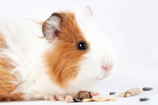 Porco Guiné Pequeno Roedor Comendo Iguarias Cereais Isolado Fundo Branco — Fotografia de Stock