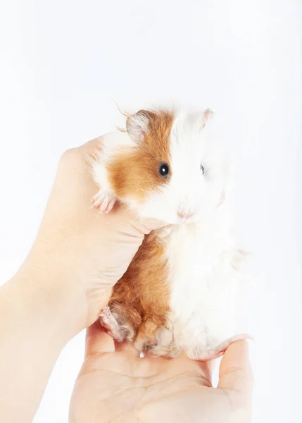 Porco Guiné Engraçado Mãos Fundo Branco — Fotografia de Stock