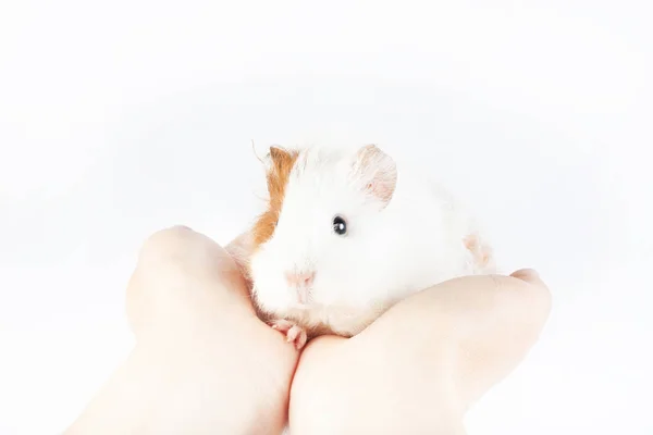 Porco Guiné Engraçado Mãos Fundo Branco — Fotografia de Stock