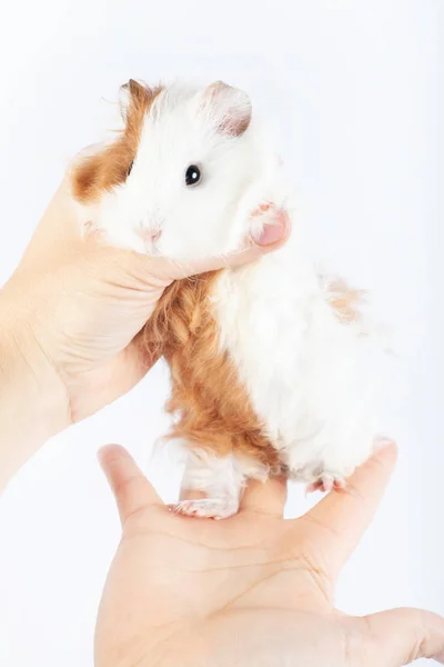 Lustiges Meerschweinchen Und Hände Auf Weißem Hintergrund — Stockfoto