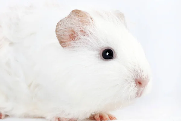 Schattige Witte Cavia Albino Geïsoleerd Een Witte Achtergrond Huisdier Knaagdier — Stockfoto