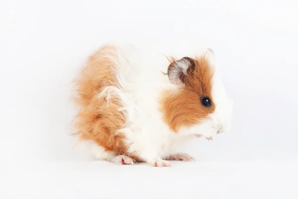 Schattige Cavia Wast Geïsoleerd Witte Achtergrond Huisdier Knaagdier Familie — Stockfoto