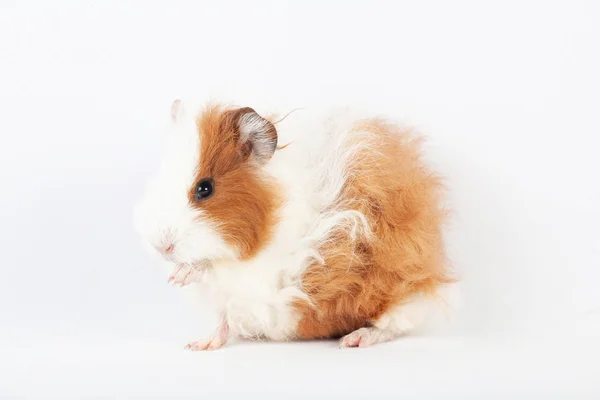 可爱的豚鼠洗查出在白色背景 宠物啮齿类动物家庭 — 图库照片