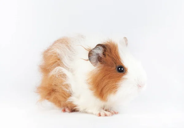 Adorable Guinea Pig Isolated White Background Pet Rodent Family — Stock Photo, Image