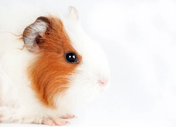 可爱的豚鼠被隔绝在白色背景 宠物啮齿类动物家庭 — 图库照片