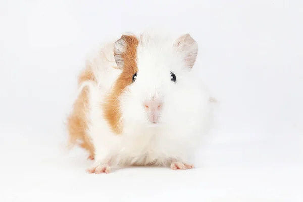 可爱的豚鼠被隔绝在白色背景 宠物啮齿类动物家庭 — 图库照片