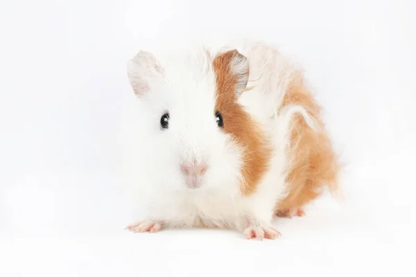 Schattige Cavia Geïsoleerd Een Witte Achtergrond Huisdier Knaagdier Familie — Stockfoto