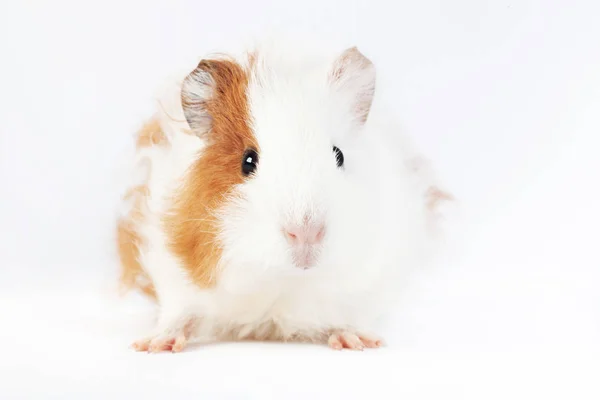 Schattige Cavia Geïsoleerd Een Witte Achtergrond Huisdier Knaagdier Familie — Stockfoto