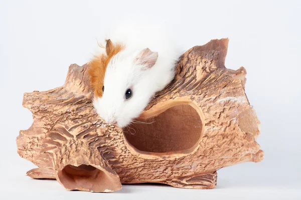 Adorable Guinea Pig Wooden Tunnels Isolated White Background Toys Rodents — Stock Photo, Image