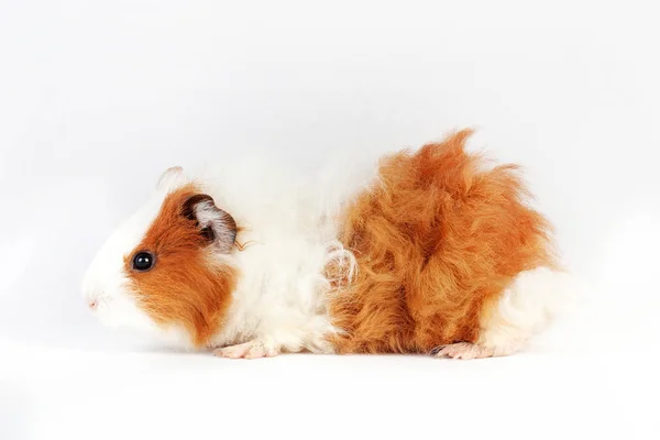 Schattige Cavia Geïsoleerd Een Witte Achtergrond Huisdier Knaagdier Familie — Stockfoto