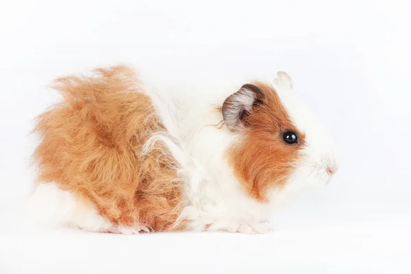 Adorable Guinea Pig Isolated White Background Pet Rodent Family Stock Picture