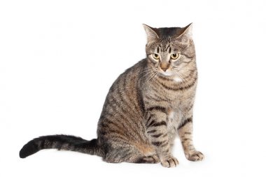 kedi önünde oturan ve aşağı bakıyor. beyaz arka plan üzerinde izole