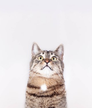 beyaz arka plan üzerinde izole yukarı bakarak güzel çizgili kedi