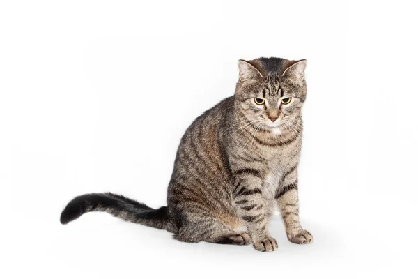 Kočka sedí vpředu a dívá se dolů. izolované na bílém pozadí — Stock fotografie