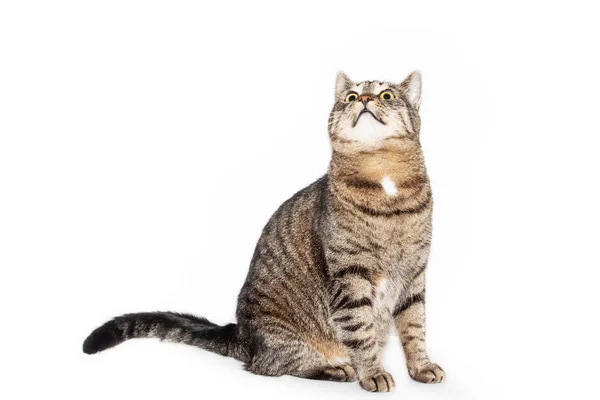 Hermoso rayas gato mirando arriba aislado en blanco fondo —  Fotos de Stock