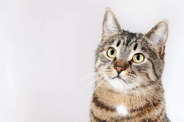 Красивый полосатый кот смотрит вверх изолирован на белом фоне — стоковое фото