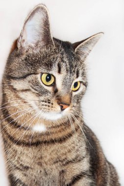 kedi önünde oturan ve aşağı bakıyor. beyaz arka plan üzerinde izole