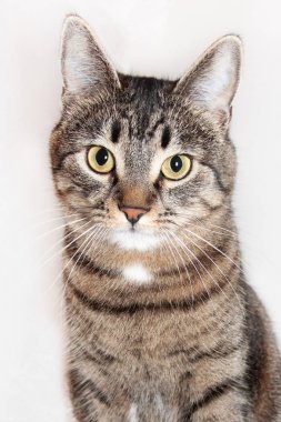 önünde oturan ve kameraya bakarak kedi. Beyaz arka plan üzerinde izole