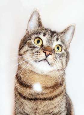 beyaz arka plan üzerinde izole yukarı bakarak güzel çizgili kedi