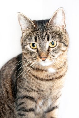 kedi önünde oturan ve aşağı bakıyor. beyaz arka plan üzerinde izole